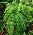 Nephrolepis Exaltata